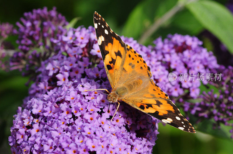 英国，Painted Lady Butterfly